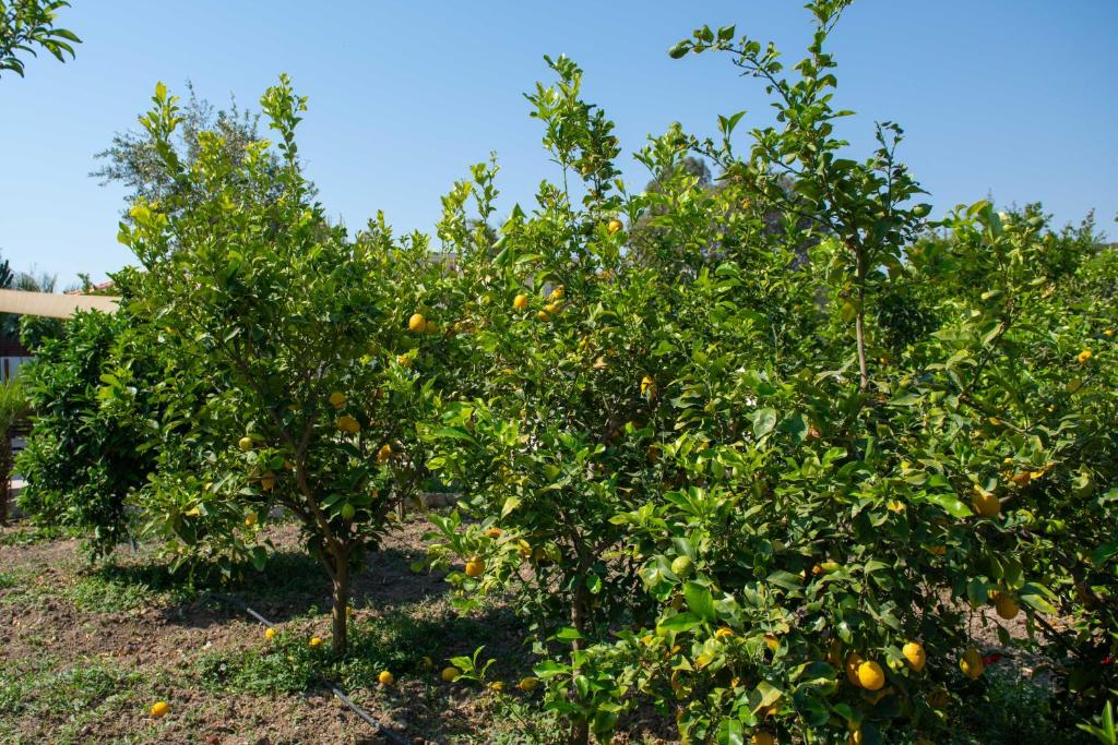 Green Oasis House in Filerimos room 3